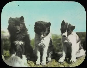 Image: Dogs, Close-up, Black Headed
